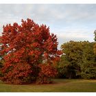 Herbst in der Karlsaue 3