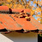 herbst in der kellergasse