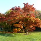 Herbst in der Kölner Flora