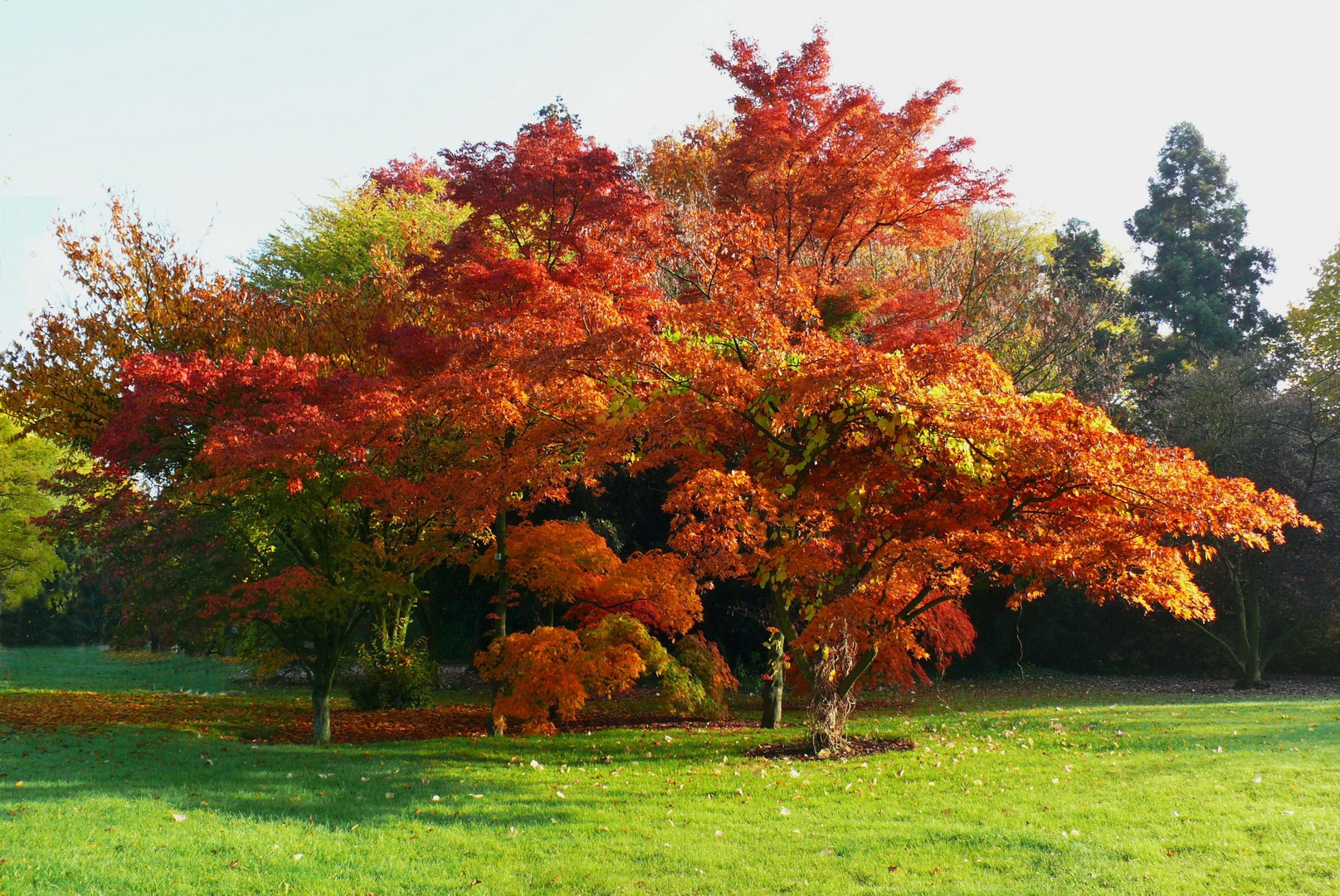 Herbst in der Kölner Flora