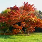 Herbst in der Kölner Flora