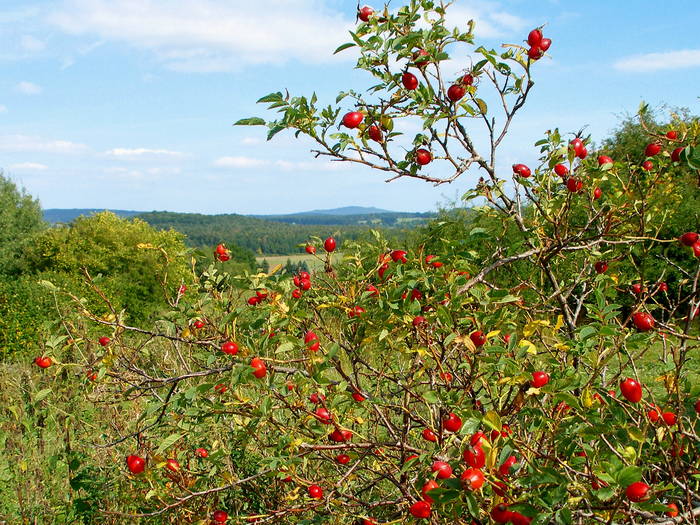 " Herbst in der Landschaft " * 1 *