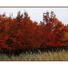 Herbst in der Lausitz