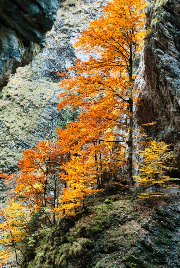 Herbst in der Liechtensteinklamm