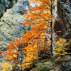 Herbst in der Liechtensteinklamm