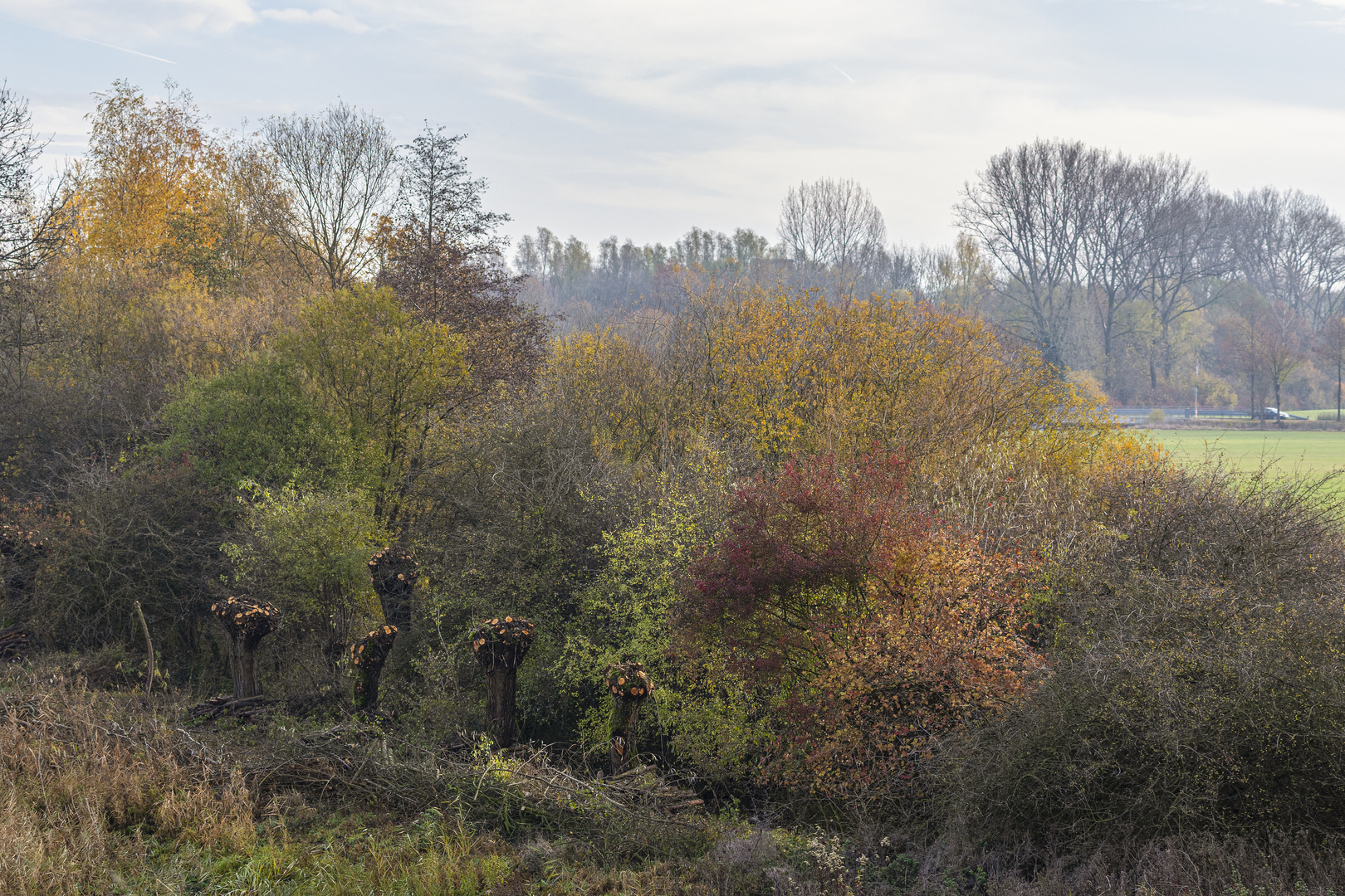 Herbst in der Lippeaue_D4A7332