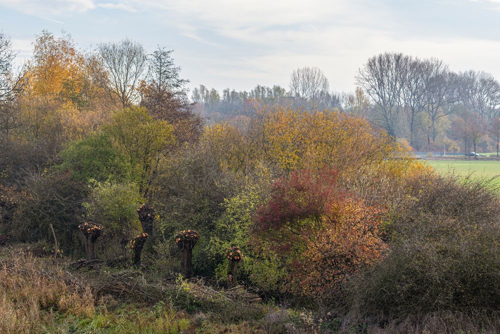 Herbst in der Lippeaue_D4A7332