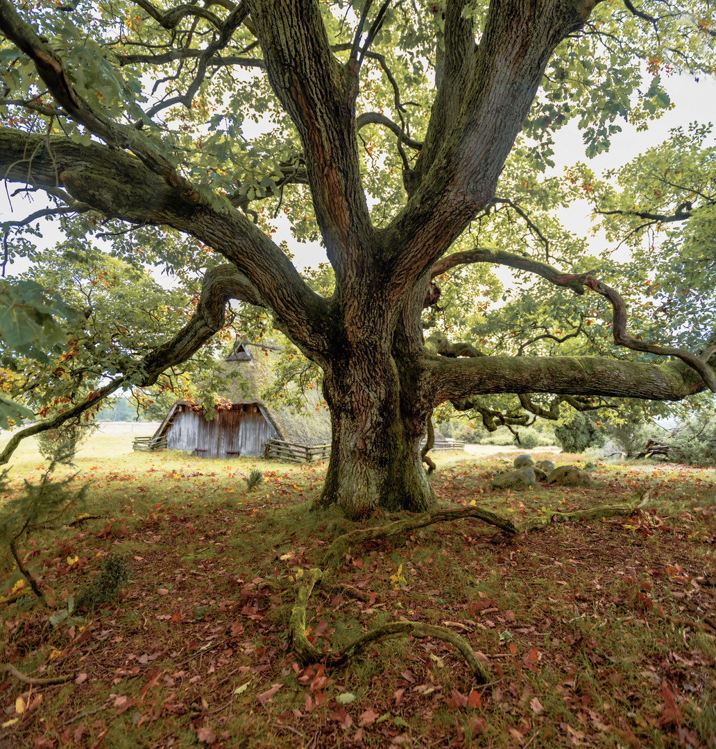 Herbst in der Lüneburger Heide