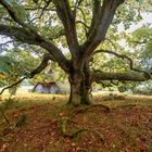 Herbst in der Lüneburger Heide