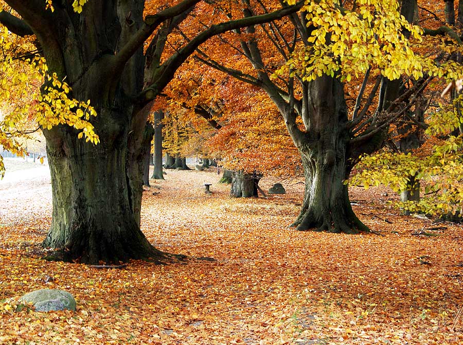 Herbst in der Lüneburger Heide