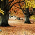 Herbst in der Lüneburger Heide