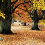 Herbst in der Lüneburger Heide