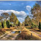 Herbst in der Lüneburger Heide