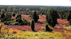 Herbst in der Lüneburger Heide