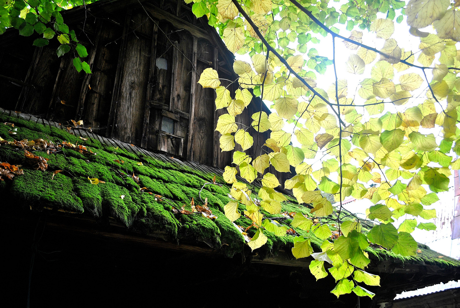 Herbst in der Mala Fatra