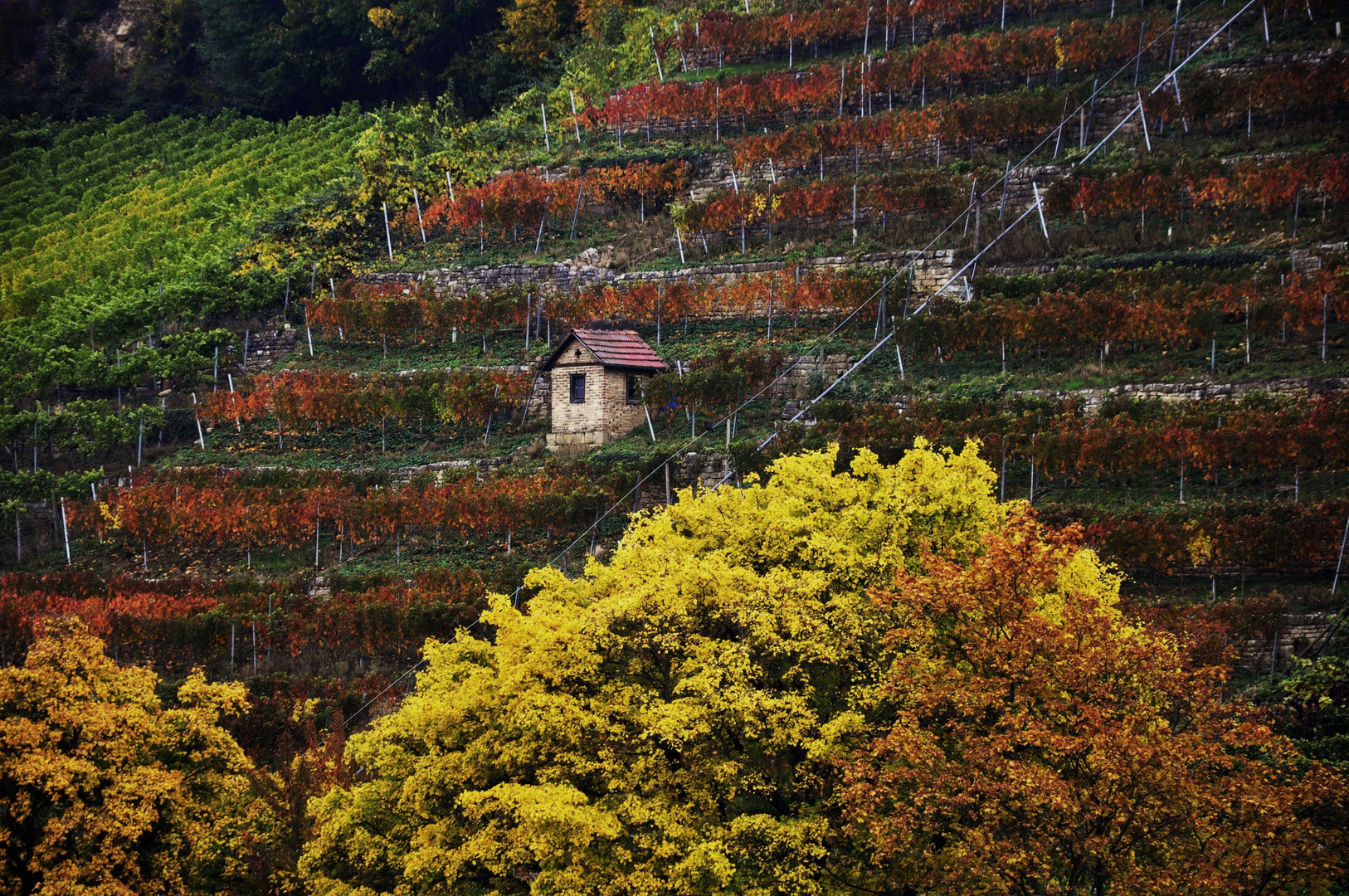 Herbst in der Natur 3