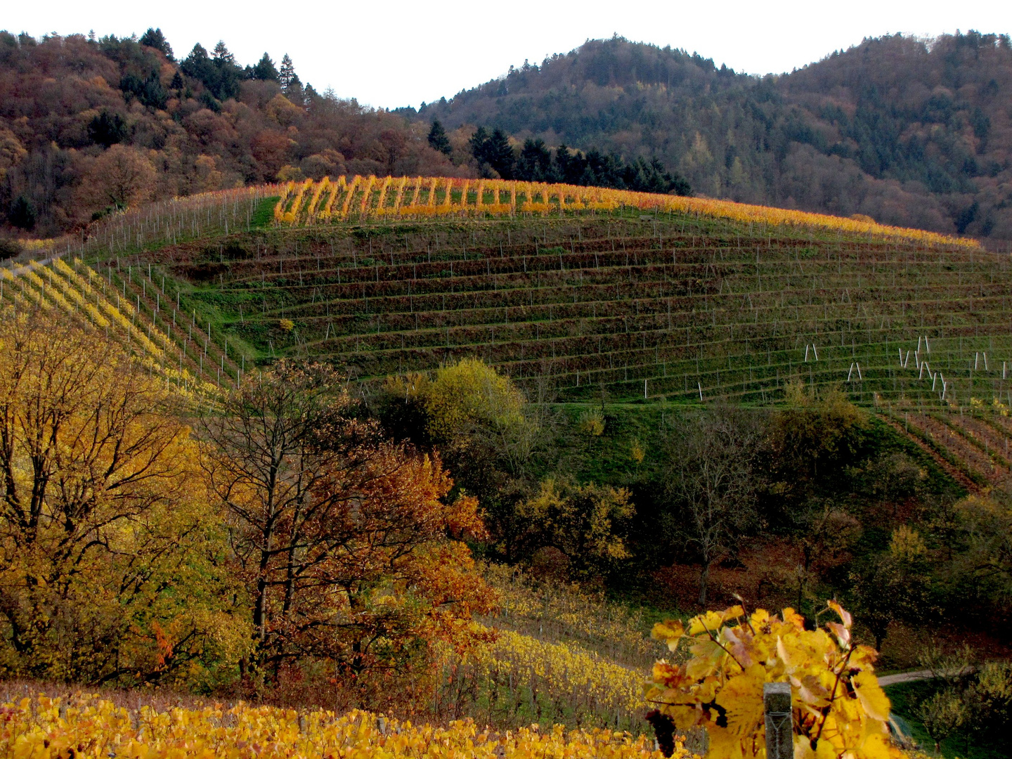 Herbst in der Ortenau