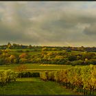 HERBST IN DER PFALZ