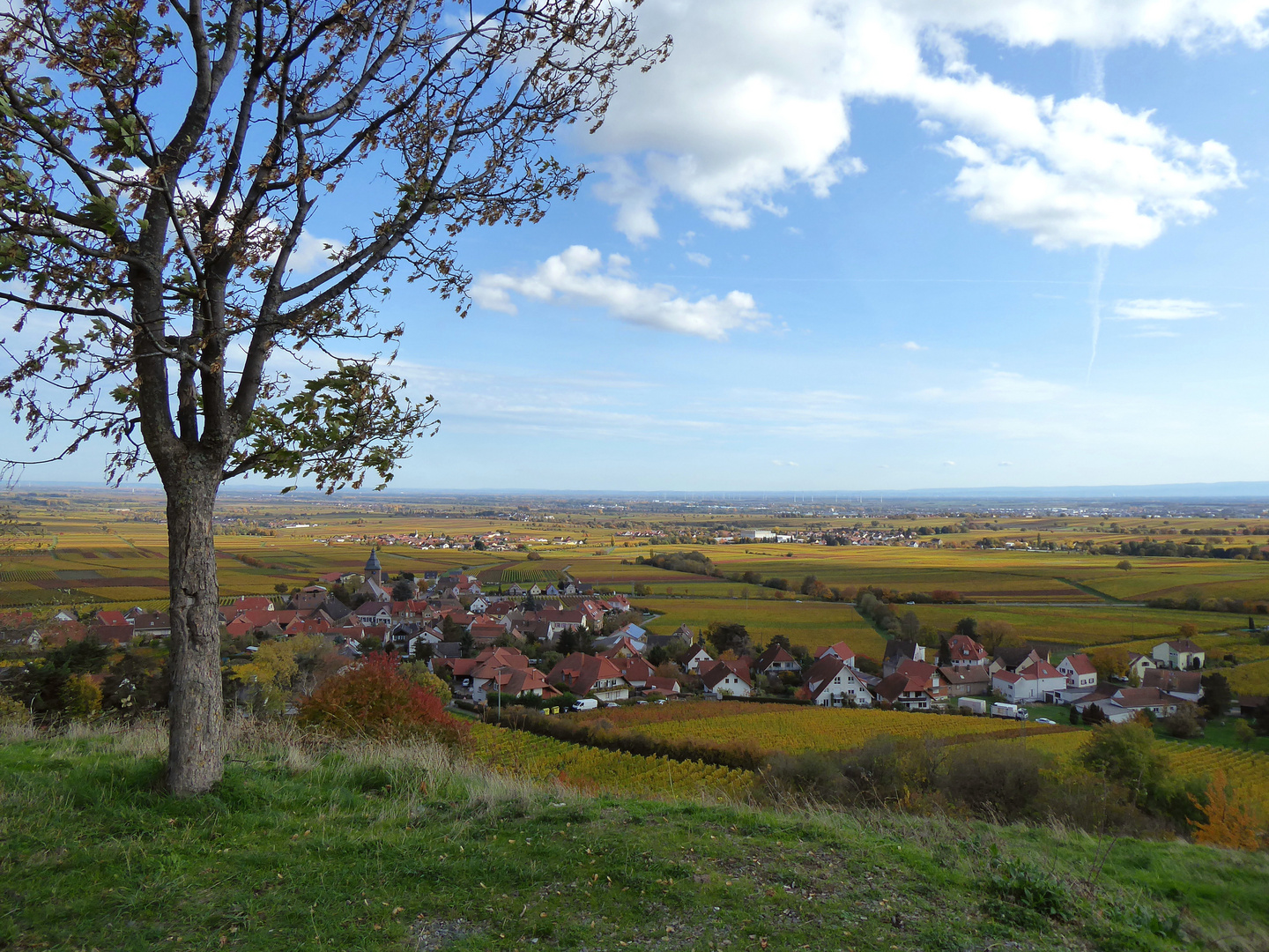 Herbst in der Pfalz