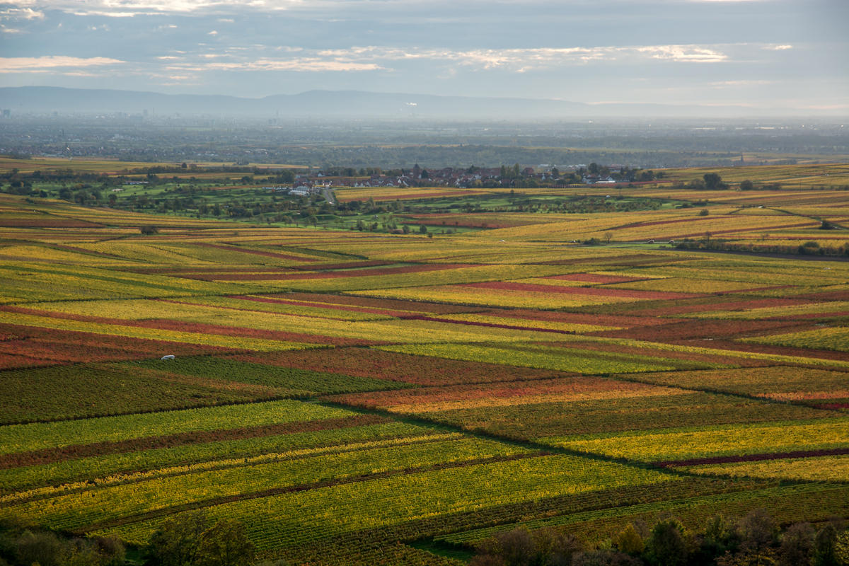 Herbst in der Pfalz (2013)