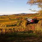 Herbst in der Pfalz