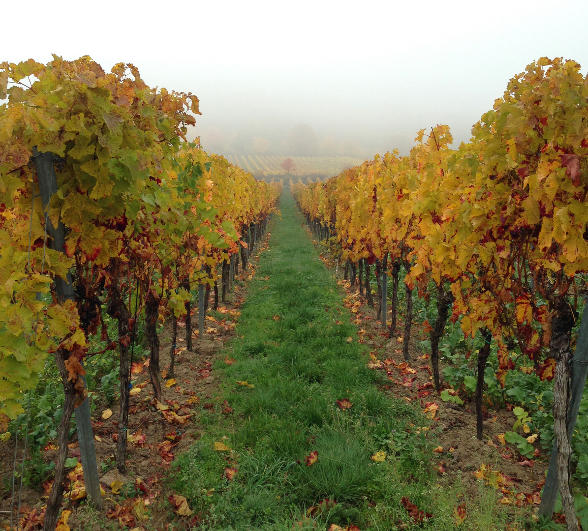 Herbst in der Pfalz