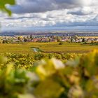 Herbst in der Pfalz