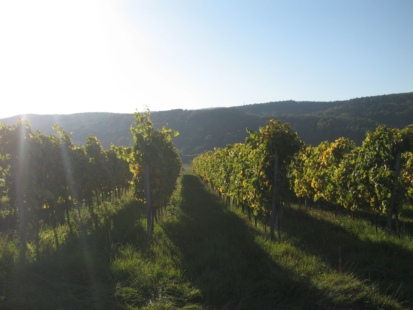 Herbst in der Pfalz