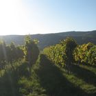 Herbst in der Pfalz