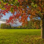 Herbst in der Pfalz