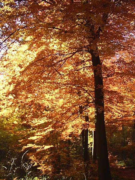 Herbst in der Pfalz