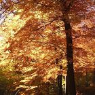 Herbst in der Pfalz