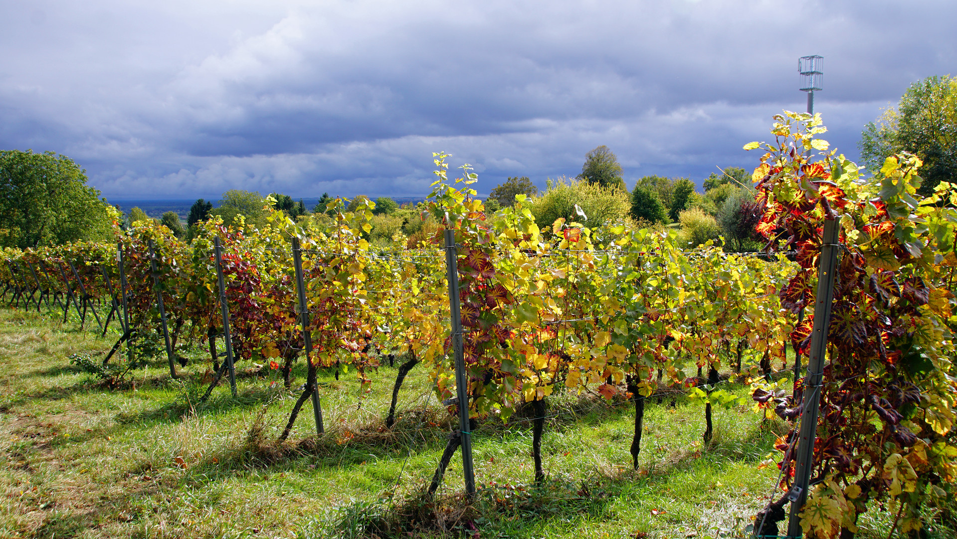 Herbst in der Pfalz