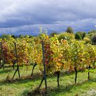 Herbst in der Pfalz