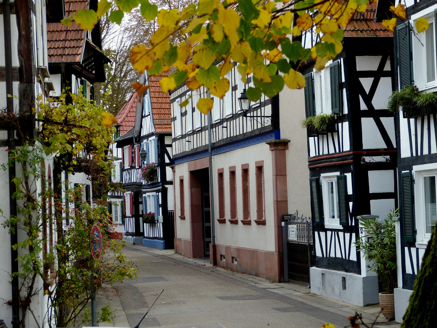 Herbst in der Pfalz