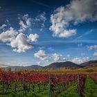 Herbst in der Pfalz