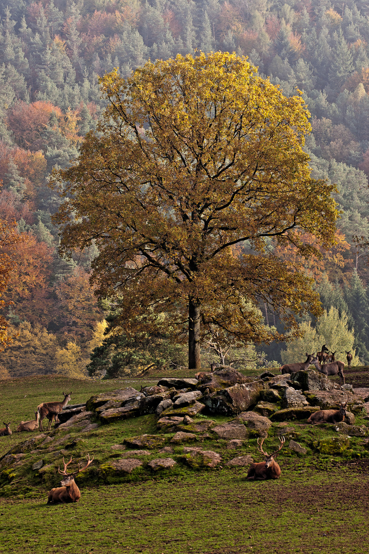 Herbst in der Pfalz