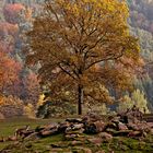 Herbst in der Pfalz