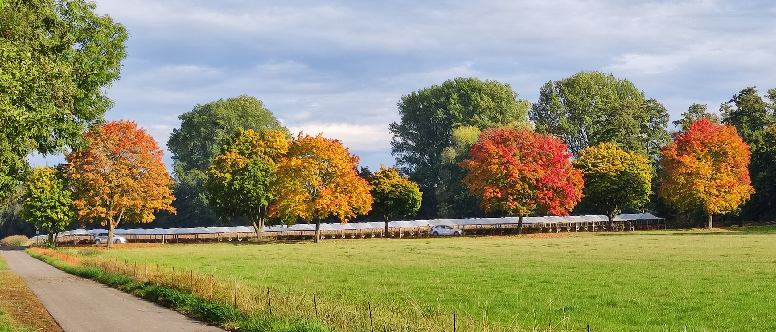 Herbst in der Pfalz