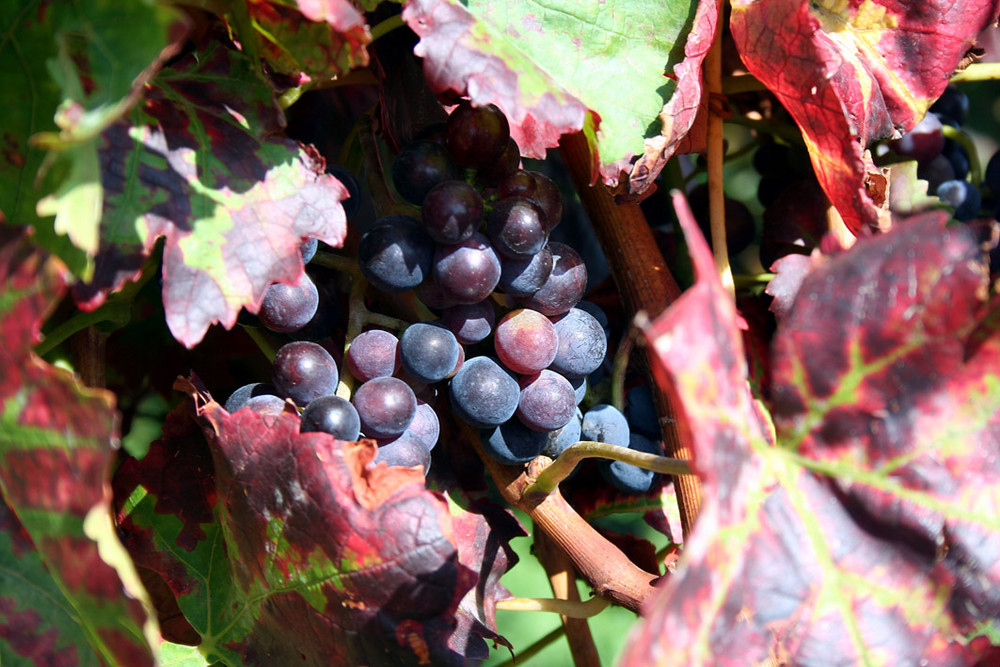 Herbst in der Pfalz_1