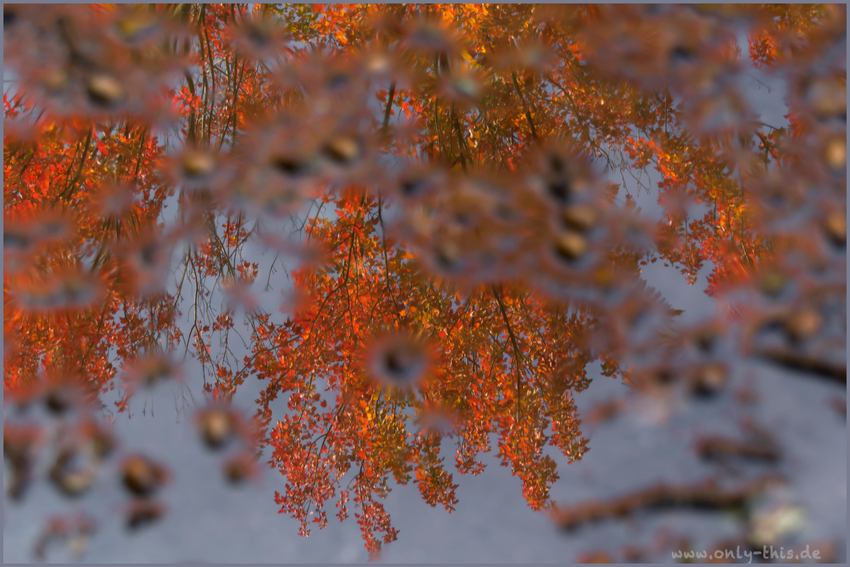 Herbst in der Pfütze