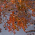 Herbst in der Pfütze