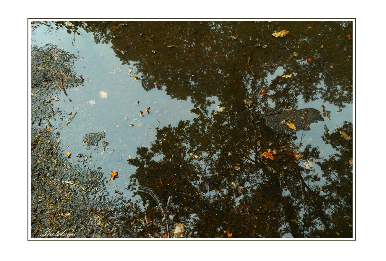 Herbst in der Pfütze