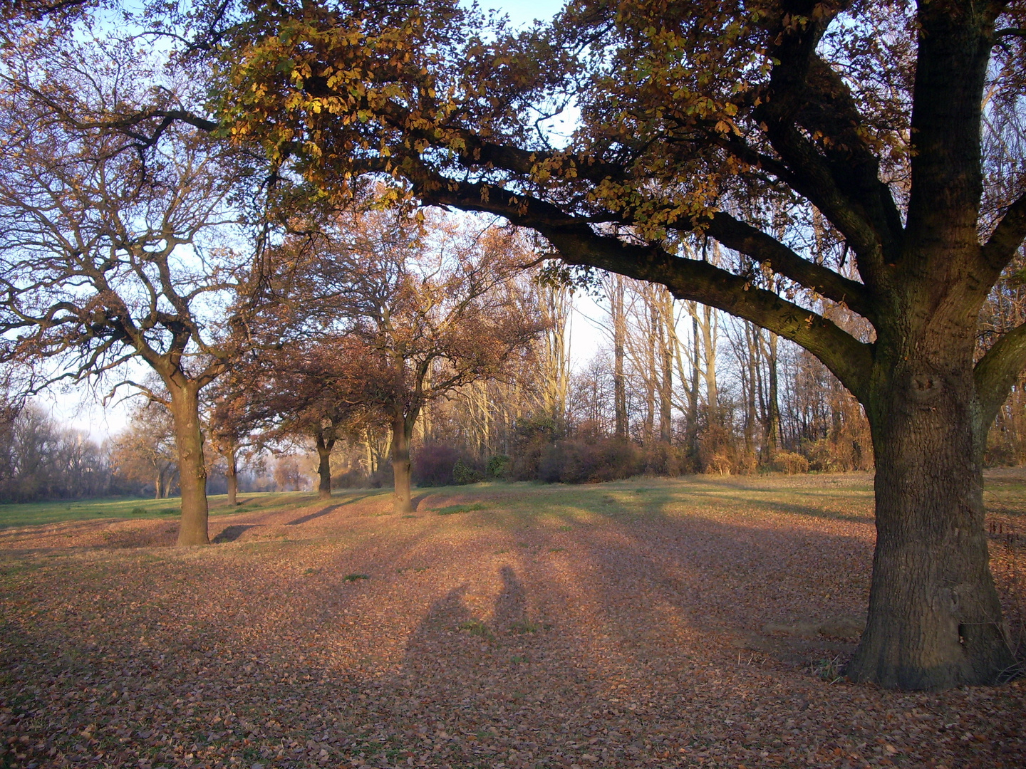 Herbst in der Rheinkehre Düsseldorf Himmelgeist/Itter