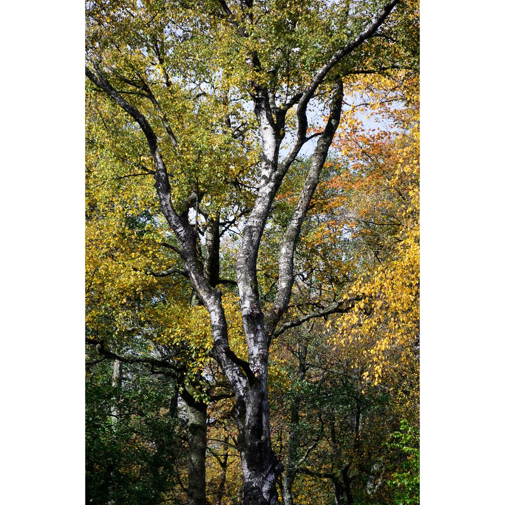 Herbst in der Rhön