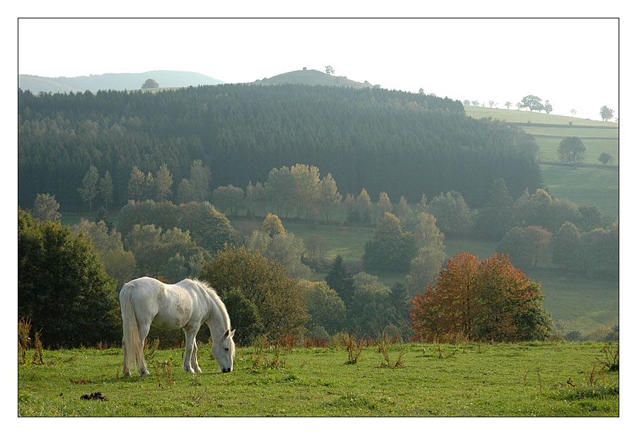 .:: Herbst in der Rhön ::.