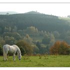 .:: Herbst in der Rhön ::.