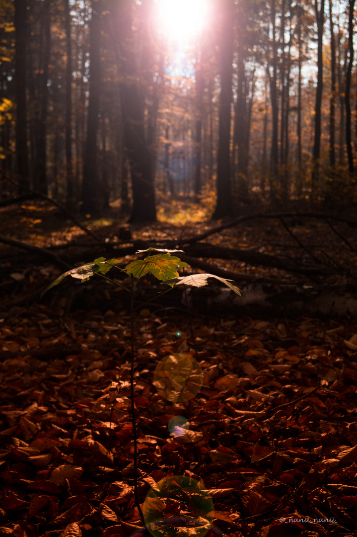 Herbst in der Sächsichen Schweiz