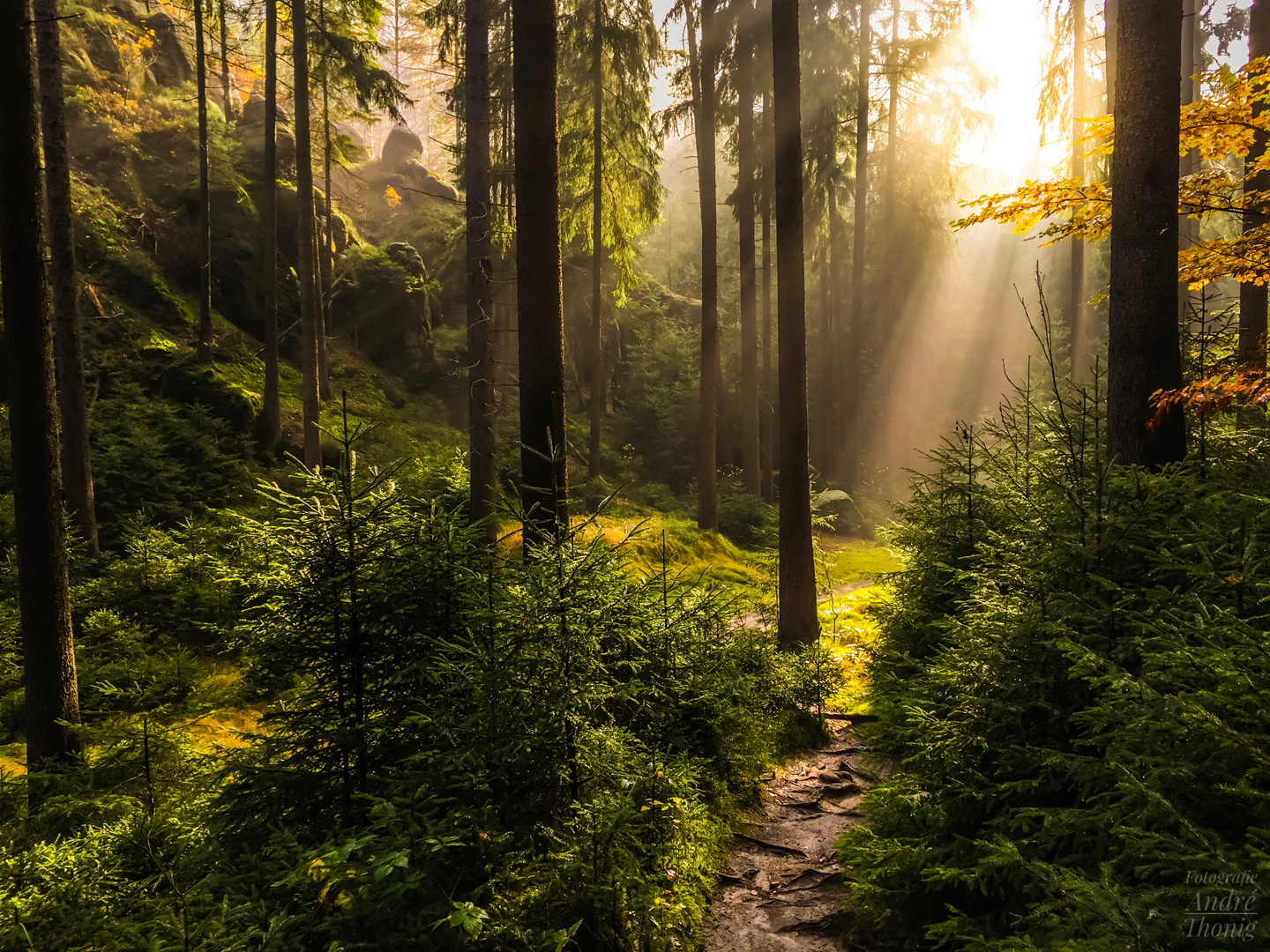 Herbst in der Sächsischen Schweiz 