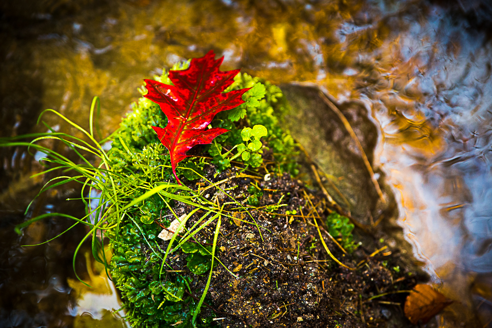 Herbst in der sächsischen Schweiz #8